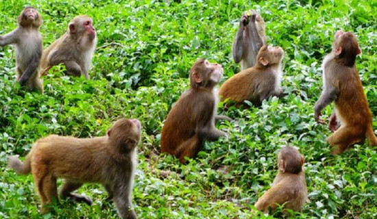 जङ्गली जनावरले सताएपछि वन ऐन संशोधनको प्रस्ताव