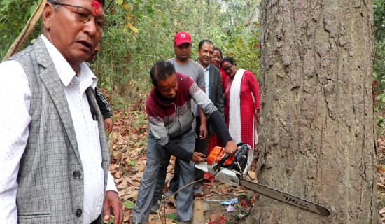 जनप्रतिनिधि र स्थानीयको निगरानीमा रुख कटान