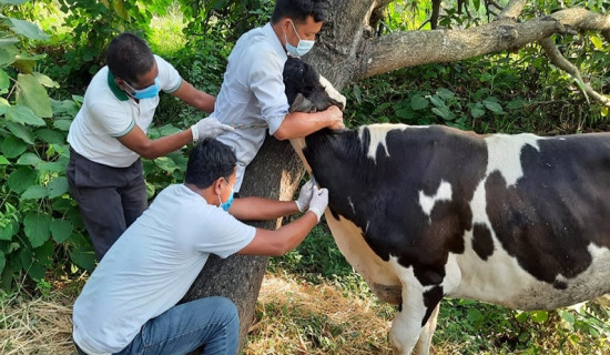 साढे सोह्र हजार पशुपन्छीलाई खोप