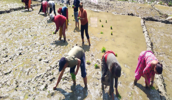 परीक्षणका लागि चैतेधानको रोपाइँ