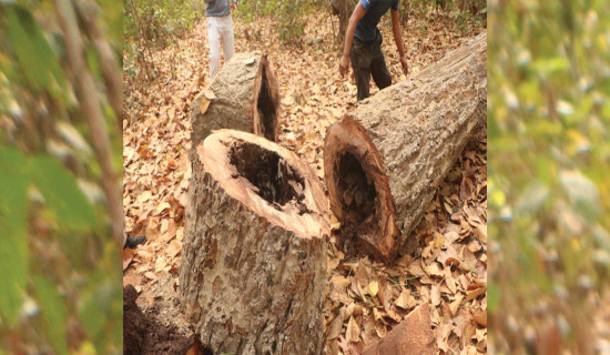 सालका रुखमा ‘क्याङ्कर’को असर