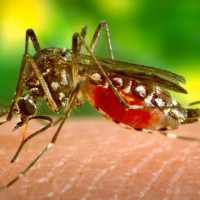 डेंगु रोगबाट सुरक्षित रहन मन्त्रालयको आग्रह