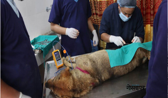६९ कुकुरको बन्ध्याकरण