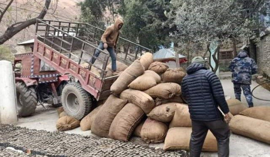 डोल्पामा ६९ बोरा अवैध जटामसी बरामद