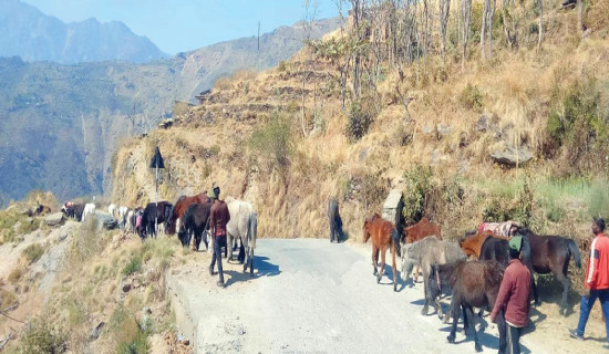 तराईका इँटा भट्टामा हिमाली घोडा