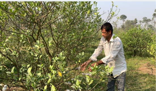 कागतीखेतीबाट  २० लाख आम्दानी