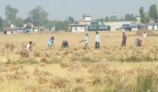 किसानलाई गहुँ भित्र्याउन चटारो (फोटो फिचर)