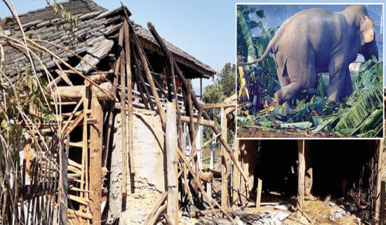 कमलाखुँजमा हात्तीको सधैँ त्रास