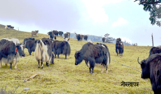 उकालो चढ्दै चौँरी गाई (फोटो फिचर)