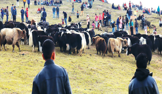 चौँरी देख्दा पर्यटक मक्ख