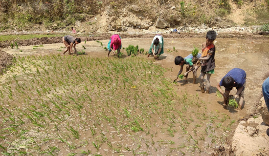 दाङमा चैते धान रोप्दै किसान