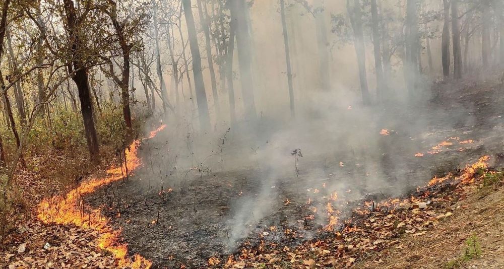 स्याङ्जामा डढेलोको घट्ना बढ्यो