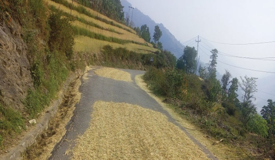 गहुँ सुकाउँदा दुर्घटनाको जोखिम