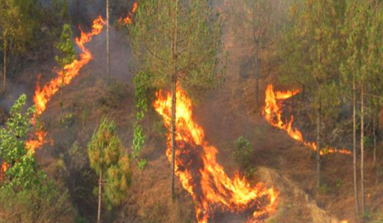 स्याङ्जामा डढेलोले खायो ६२ वन