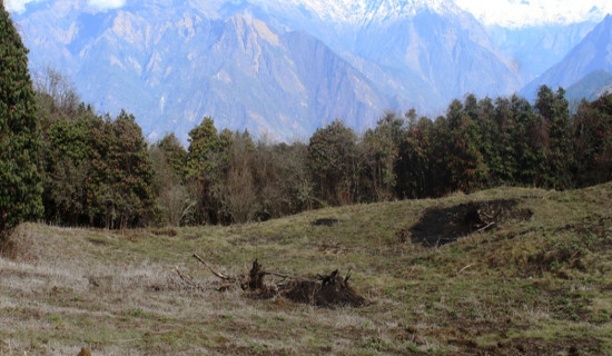 घोडेपानीमा बन्दै लालीगुराँस पार्क