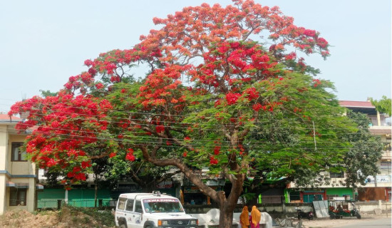 ढकमक्क फुलेको शिरिषको फूल