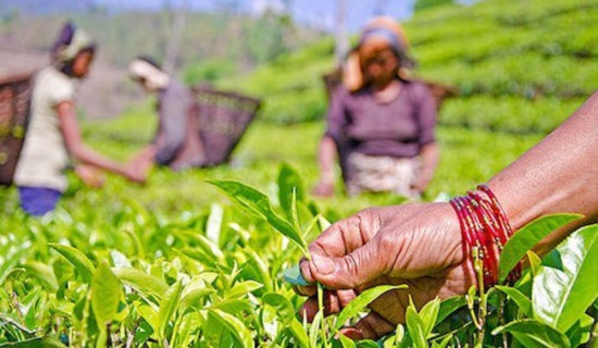 २७औँ राष्ट्रिय चिया दिवस : वार्षिक साढे तीन अर्बको चिया निर्यात