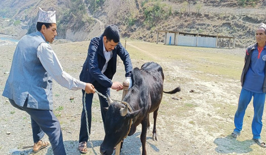 गाईगोरु बिरामी हुन थालेपछि किसान चिन्तित