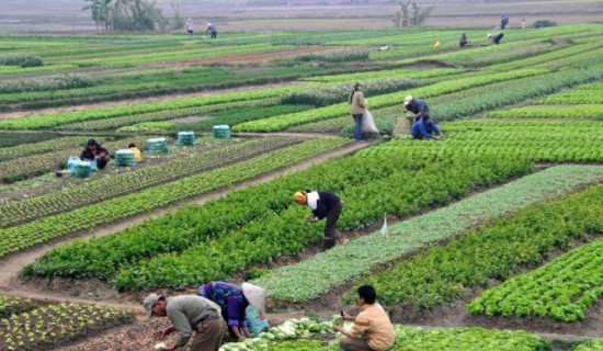 उत्पादकत्व वृद्धि गर्न चक्लाबन्दी खेती