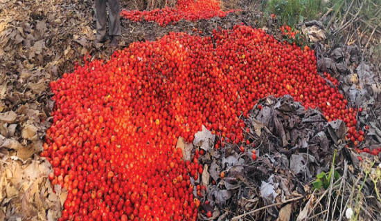 टमाटरले उचित मूल्य पाएन