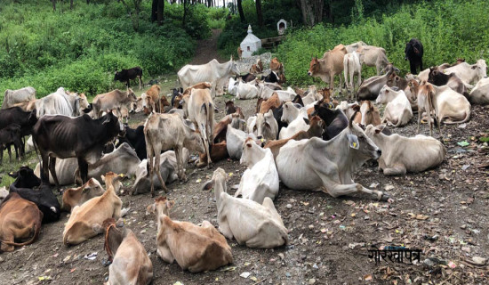 पशुमा फैलिँदै लम्पीस्किन सङ्क्रमण