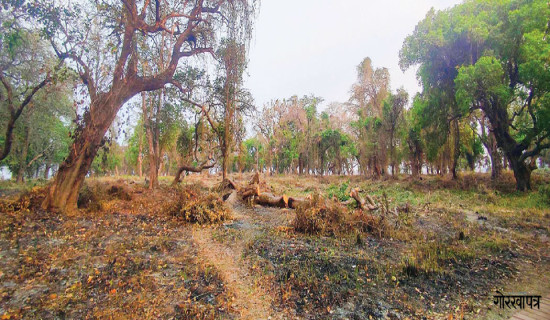 आगो लगाएर सम्पदा क्षेत्रको सफाइ