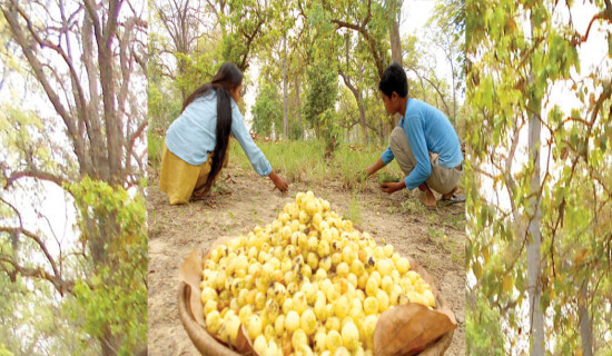 महुवा सङ्कलनको चटारो