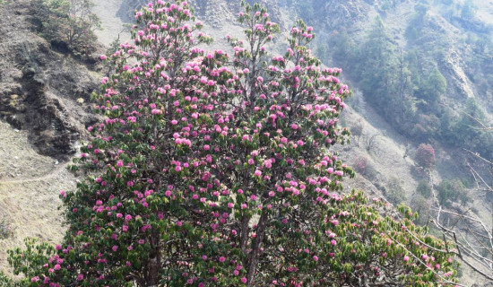 लुलाङको सीमाक्षेत्रमा ढकमक्क लालीगुराँस