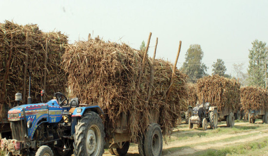 उखु किसानलाई   उद्योगीले गरेनन् भुक्तानी