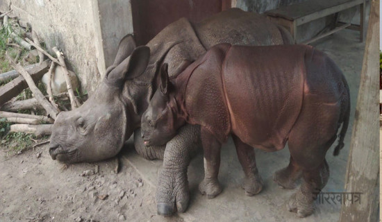 पुष्पा र अञ्जलीलाई प्राकृतिक रूपमा छाडिँदै