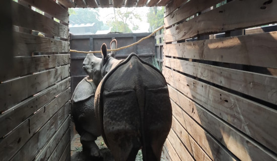 गैँडाका दुई बच्चालाई प्राकृतिक वासस्थानमा छाडिए