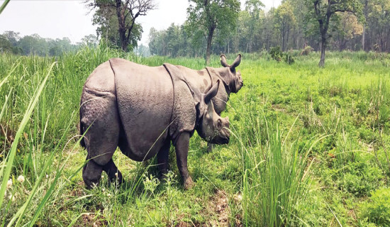 व्यवस्थापन गर्न सके बढ्छन् वन्यजन्तु