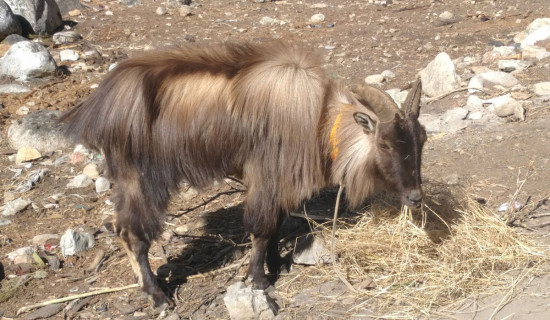 जङ्गली जनावरको उद्धार गर्ने गाउँ