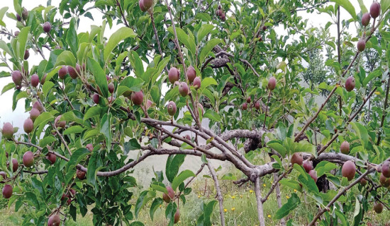 सतबाँझको गोल्डेन स्याउ फल्न थाल्यो