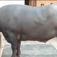 गहिरिँदै वित्तीय घाटा