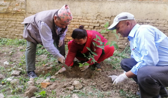 स्वच्छ वातावरणका लागि विद्यालय परिसरमा वृक्षारोपण