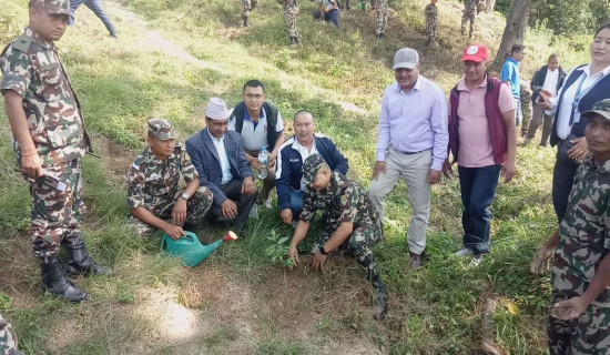 वातावरण दिवसमा वृक्षारोपण