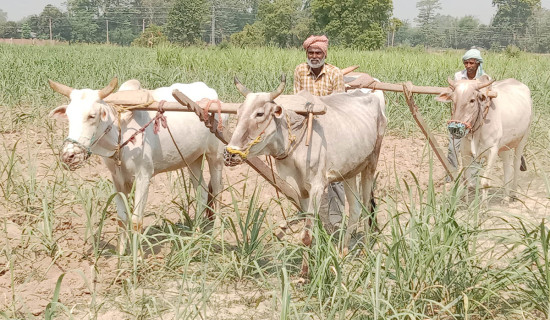 उखुबारी गोडमेल