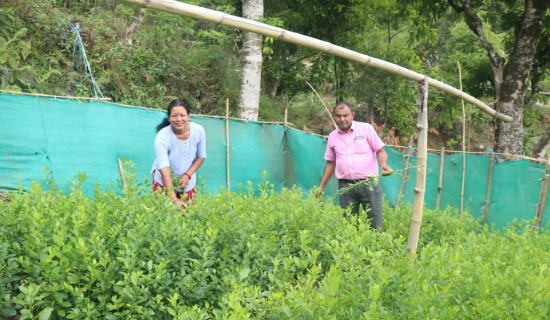 बिक्दैनन् फलफूलका बिरुवा