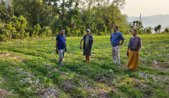 लामो खडेरीले उम्रिएन हलेदो र अदुवा