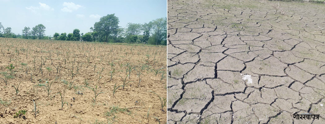 खडेरीले बारीमै सुके मकै, धानको ब्याडमा धाँजा फाट्यो