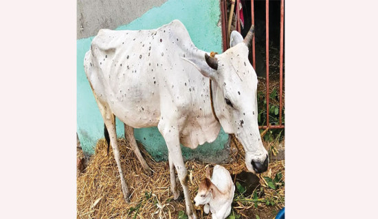 डरलाग्दो बन्दै ‘लम्पी स्किन’