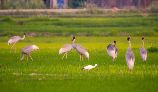 करेन्ट लागेर ३६ वटा सारस क्रेन मरे