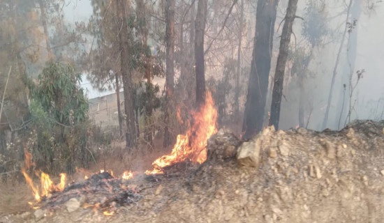 घाँसका लागि आगो लगाउँदा वन सम्पदामा क्षति