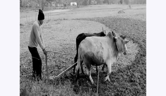 समावेशीकरणको दिशामा एउटा फड्को : गोरखापत्रद्वारा प्रकाशित दराई भाषा