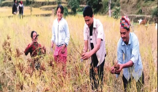 समावेशीकरणको दिशामा एउटा फड्को : गोरखापत्रद्वारा प्रकाशित जिरेल भाषा