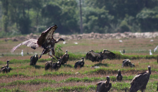 राजापानी वनमा गिद्ध आहार केन्द्र बन्ने