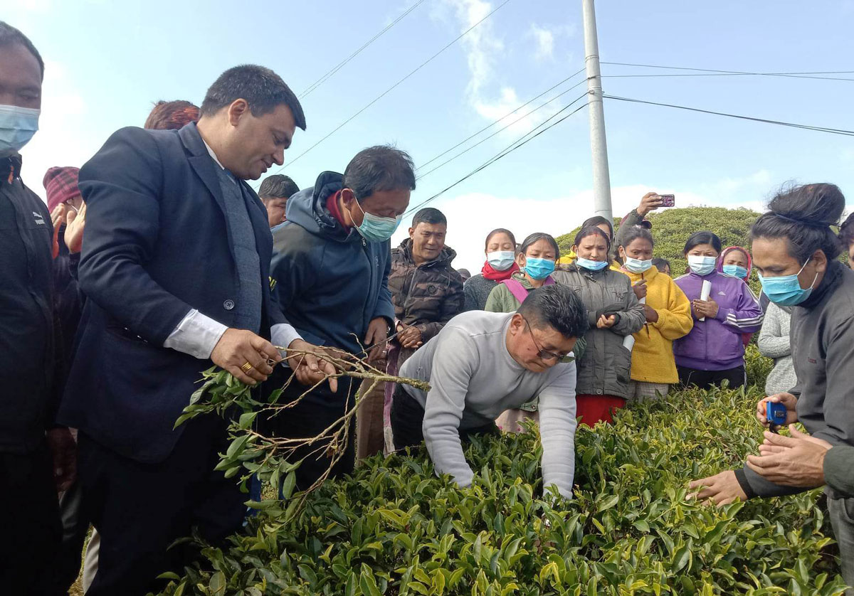 चियाको गुणस्तर बढाउन प्राविधिक पक्ष सुधार गरिने