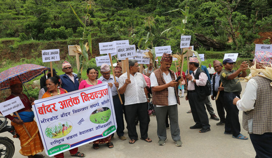 बाँदरले हैरान पारेपछि कृषक सडकमा