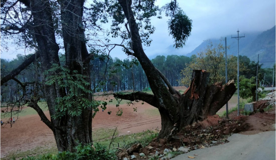 चौतारी, पोखरी र वर, पीपल संरक्षण गर्दै जैमिनी नगरपालिका